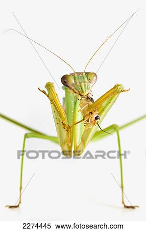 Stock Photography - Praying mantis eating a cricket; st. albert alberta canada. Fotosearch