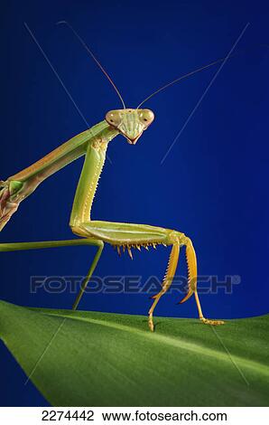Stock Image - Praying mantis on a blue background; st. albert alberta canada. Fotosearch