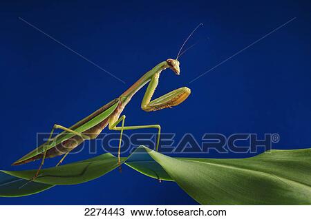 Praying mantis on a blue background; st. albert alberta canada View Large Photo Image Stock Image - Praying mantis on a blue background; st. albert alberta canada. Fotosearch