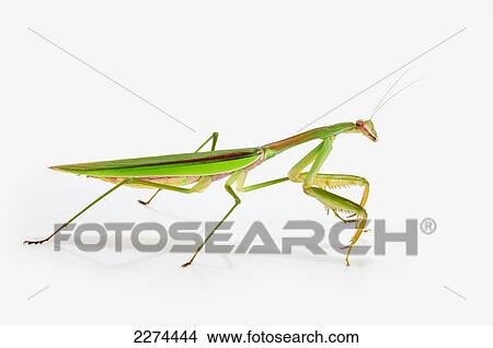 Praying mantis on white background; st. albert alberta canada View Large Photo Image Picture - Praying mantis on white background; st. albert alberta canada. Fotosearch