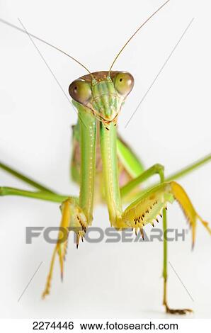 Praying mantis on white background; st. albert alberta canada View Large Photo Image Stock Photograph - Praying mantis on white background; st. albert alberta canada. Fotosearch