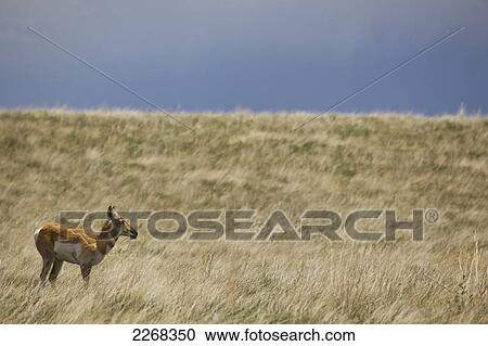 Stock Image - Pronghorn antelope standing in a grass field in badlands national park; south dakota united states of america. Fotosearch