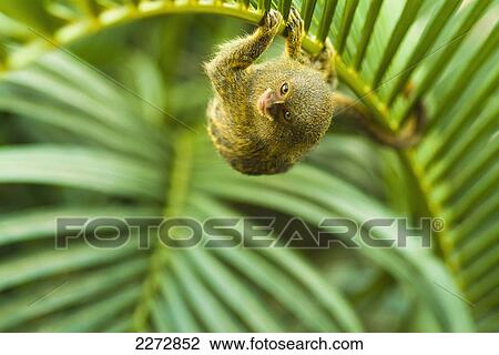 Stock Image - Pygmy marmosets native to ecuador are the smallest primate; guayaquil ecuador. Fotosearch