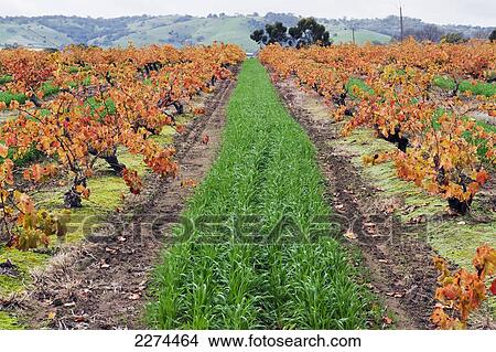 Rows of plants growing in a field; australia View Large Photo Image Picture - Rows of plants growing in a field; australia. Fotosearch