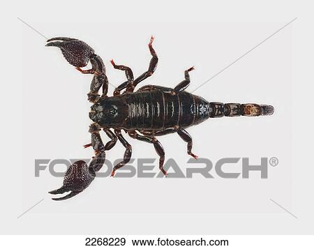 Scorpion on a white background View Large Photo Image Stock Photo - Scorpion on a white background. Fotosearch