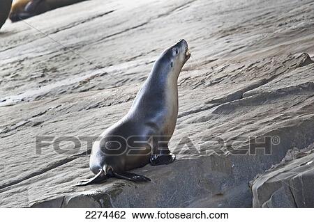 Seal sitting on a rock calling; australia View Large Photo Image Stock Image - Seal sitting on a rock calling; australia. Fotosearch
