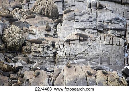 Stock Image - Seals laying on the rocks; australia. Fotosearch