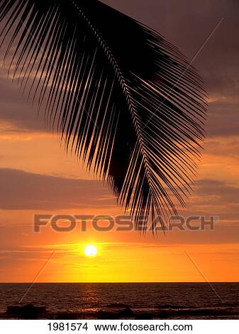 Picture - Silhouette Of Palm Frond Over The Ocean As Sun Sinks Into The Horizon.. Fotosearch