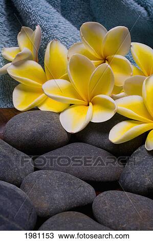 Spa Elements, Bright Yellow Plumerias With Gray Stones And A Blue Towel. View Large Photo Image Stock Image - Spa Elements, Bright Yellow Plumerias With Gray Stones And A Blue Towel.. Fotosearch