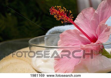 Stock Photo - Spa Elements, Glass Bowl Filled With White Cream, Garnished With Pink Hibiscus.. Fotosearch
