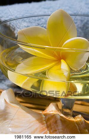 Stock Photography - Spa Elements, Glass With Yellow Plumeria Floating In Liquid, With Seashell And Towel.. Fotosearch