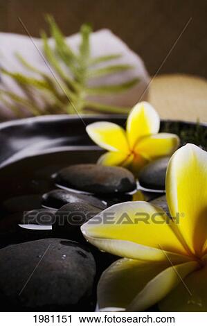Spa Elements, Stones In Water In A Black Bowl With Plumeria Flowers, Towel And Green Leaf In Background. View Large Photo Image Stock Image - Spa Elements, Stones In Water In A Black Bowl With Plumeria Flowers, Towel And Green Leaf In Background.. Fotosearch