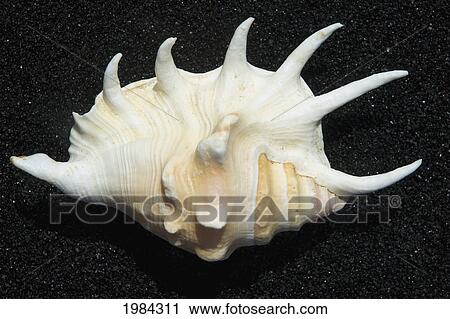Spider Conch Shell On Black Sand Beach. View Large Photo Image Stock Image - Spider Conch Shell On Black Sand Beach.. Fotosearch