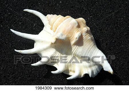 Spider Conch Shell On Black Sand Beach. View Large Photo Image Stock Photo - Spider Conch Shell On Black Sand Beach.. Fotosearch