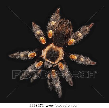 Stock Image - Spider on a black background. Fotosearch