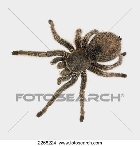 Spider on a white background View Large Photo Image Picture - Spider on a white background. Fotosearch