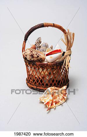 Studio Shot Of A Basket Of Shells View Large Photo Image Stock Image - Studio Shot Of A Basket Of Shells. Fotosearch