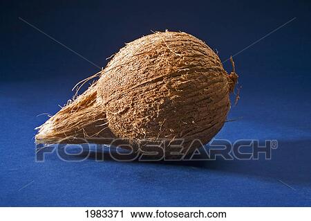 Studio Shot Of A Coconut. View Large Photo Image Stock Image - Studio Shot Of A Coconut.. Fotosearch