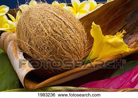 Studio Shot Of A Coconut With Flowers. View Large Photo Image Stock Photograph - Studio Shot Of A Coconut With Flowers.. Fotosearch