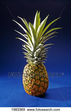 Studio Shot Of A Pineapple. View Large Photo Image Stock Photo - Studio Shot Of A Pineapple.. Fotosearch
