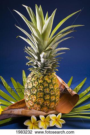 Studio Shot Of A Pineapple With Flowers. View Large Photo Image Stock Image - Studio Shot Of A Pineapple With Flowers.. Fotosearch