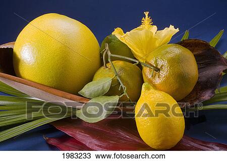 Studio Shot Of A Variety Of Citrus Fruit. View Large Photo Image Stock Image - Studio Shot Of A Variety Of Citrus Fruit.. Fotosearch