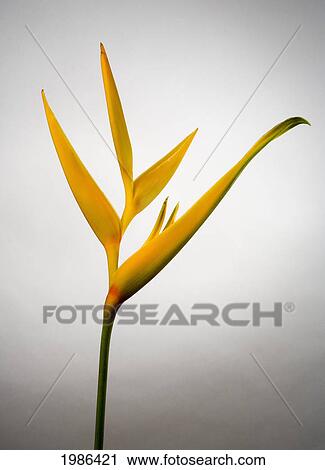 Studio Shot Of Orange Heliconia On White Background. View Large Photo Image Stock Image - Studio Shot Of Orange Heliconia On White Background.. Fotosearch