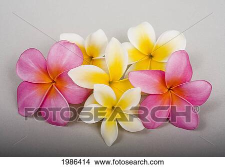 Picture - Studio Shot Of Pink And Yellow Plumerias On White Background.. Fotosearch