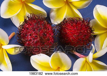 Studio Shot Of Rambutan And Flowers. View Large Photo Image Stock Image - Studio Shot Of Rambutan And Flowers.. Fotosearch