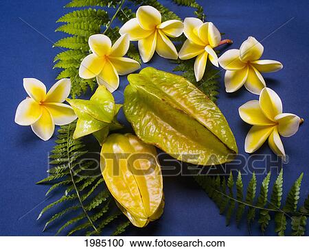 Studio Shot Of Starfruit And Flowers. View Large Photo Image Stock Image - Studio Shot Of Starfruit And Flowers.. Fotosearch