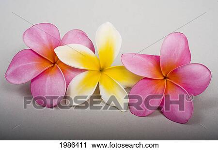 Studio Shot Of Three Plumerias, Two Pink And One Yellow, On White Background. View Large Photo Image Stock Image - Studio Shot Of Three Plumerias, Two Pink And One Yellow, On White Background.. Fotosearch