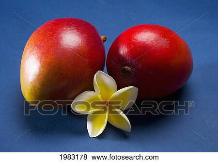 Studio Shot Of Two Mangos. View Large Photo Image Stock Photo - Studio Shot Of Two Mangos.. Fotosearch