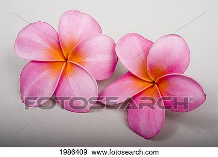 Stock Photo - Studio Shot Of Two Pink Plumerias On White Background.. Fotosearch