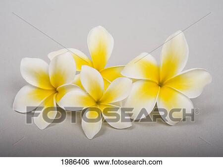 Studio Shot Of Yellow Plumerias On White Background. View Large Photo Image Stock Photograph - Studio Shot Of Yellow Plumerias On White Background.. Fotosearch