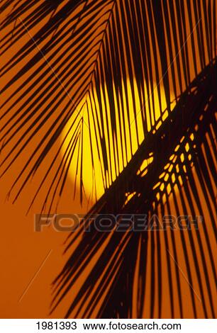 Stock Image - Sunball Shining Through Palm Fronds In Orange Sunset Sky.. Fotosearch