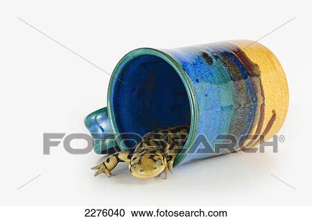Tiger salamander in a blue cup; alberta canada View Large Photo Image Stock Image - Tiger salamander in a blue cup; alberta canada. Fotosearch