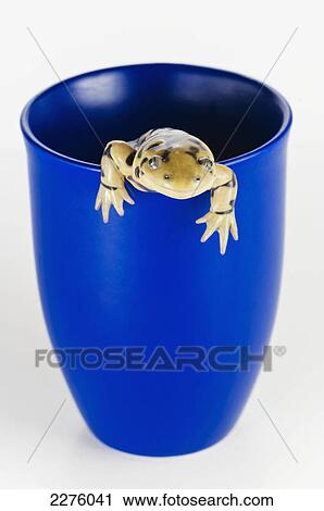 Tiger salamander in a blue cup; alberta canada View Large Photo Image Stock Image - Tiger salamander in a blue cup; alberta canada. Fotosearch