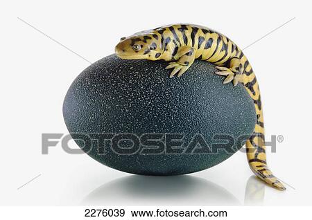 Tiger salamander on a giant egg; alberta canada View Large Photo Image Stock Photo - Tiger salamander on a giant egg; alberta canada. Fotosearch