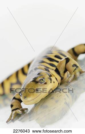 Tiger salamander on a white background; alberta canada View Large Photo Image Stock Image - Tiger salamander on a white background; alberta canada. Fotosearch