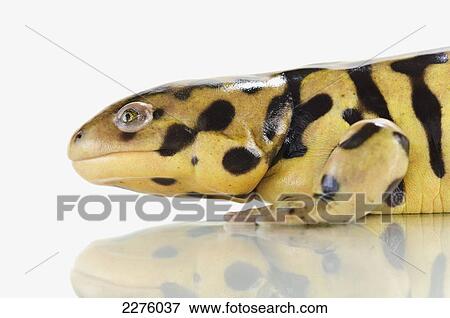 Tiger salamander on white background; alberta canada View Large Photo Image Stock Photo - Tiger salamander on white background; alberta canada. Fotosearch