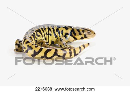 Tiger salamander on white background; alberta canada View Large Photo Image Stock Photo - Tiger salamander on white background; alberta canada. Fotosearch