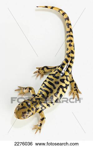 Tiger salamander on white background; alberta canada View Large Photo Image Stock Photograph - Tiger salamander on white background; alberta canada. Fotosearch