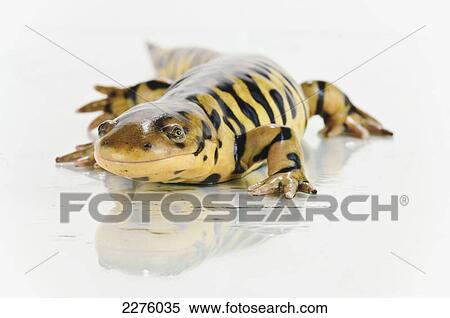 Tiger salamander on white background; alberta canada View Large Photo Image Stock Photography - Tiger salamander on white background; alberta canada. Fotosearch