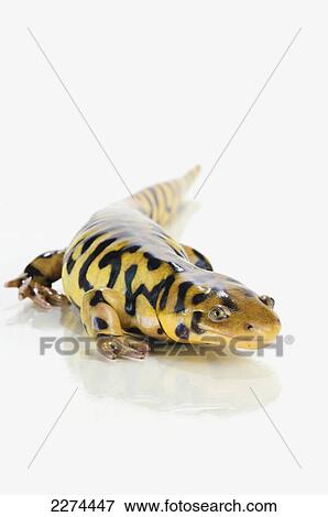 Tiger salamander; st. albert alberta canada View Large Photo Image Stock Photo - Tiger salamander; st. albert alberta canada. Fotosearch