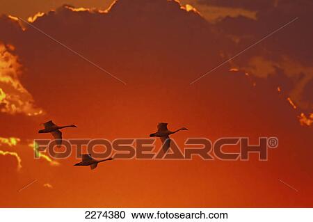 Trumpeter swans (cygnus buccinator) flying at sunset; alaska united states of america View Large Photo Image Stock Image - Trumpeter swans (cygnus buccinator) flying at sunset; alaska united states of america. Fotosearch