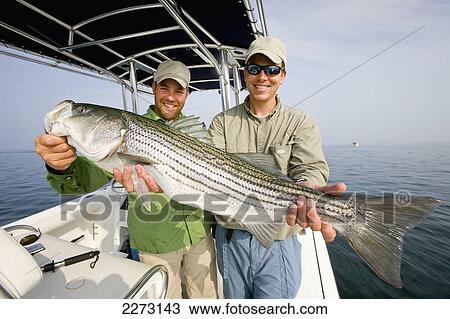 Two men holding a fresh caught striped bass; massachusetts united states of america View Large Photo Image Stock Image - Two men holding a fresh caught striped bass; massachusetts united states of america. Fotosearch