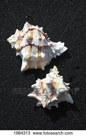 Stock Image - Two Shells On Black Sand Beach.. Fotosearch
