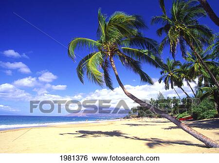Stock Photograph - Vibrant Green Palm Trees On A Beautiful Tropical Beach.. Fotosearch