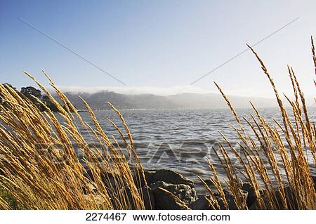 Stock Photo - View of the ocean and coastline through the grass on the shore; hawaii united states of america. Fotosearch