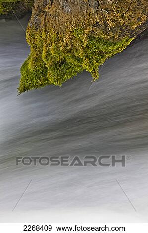 Water flowing under a moss covered branch; black hills region south dakota united states of america View Large Photo Image Stock Photo - Water flowing under a moss covered branch; black hills region south dakota united states of america. Fotosearch